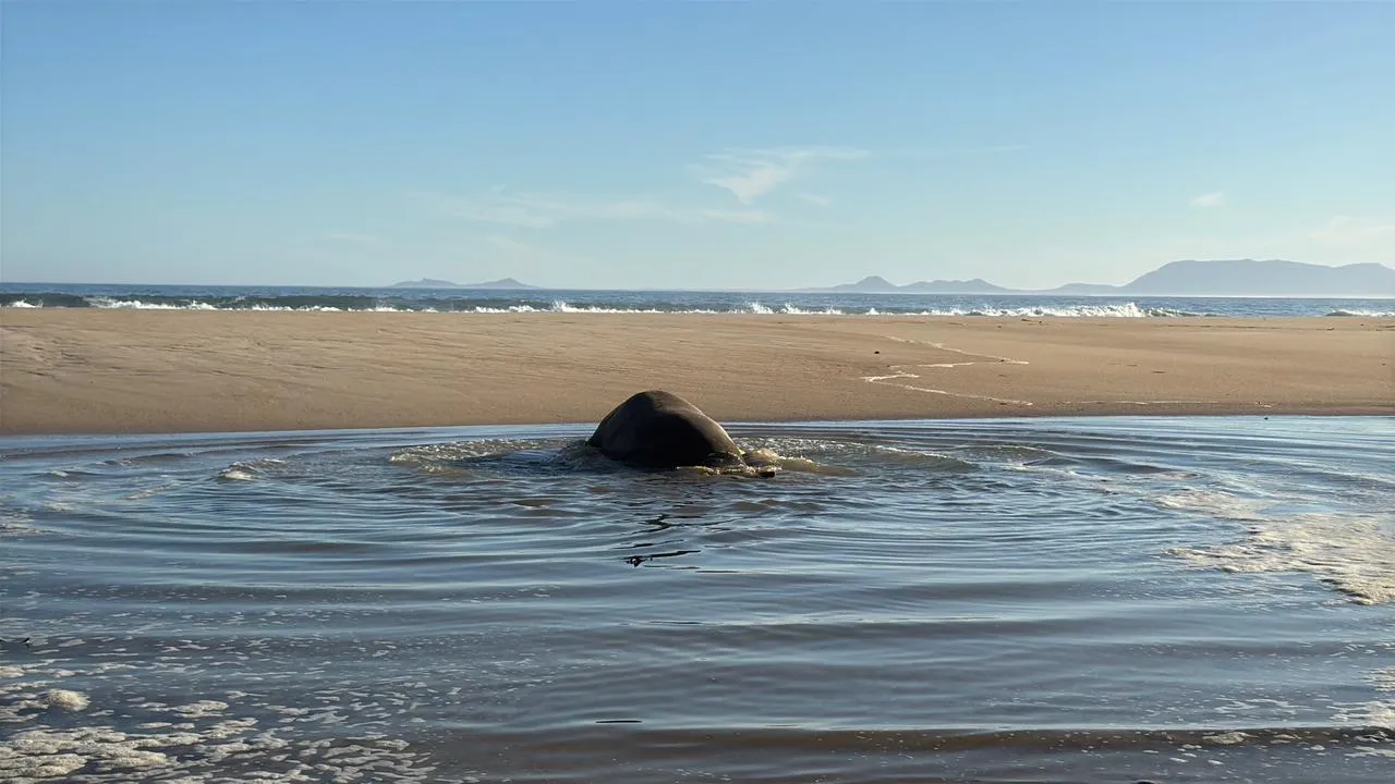 seal rescue spca