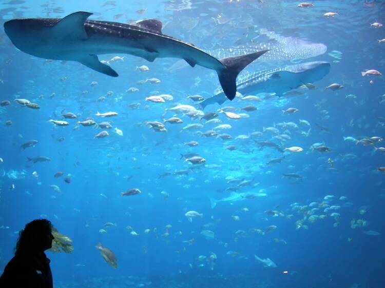 The Dallas World Aquarium