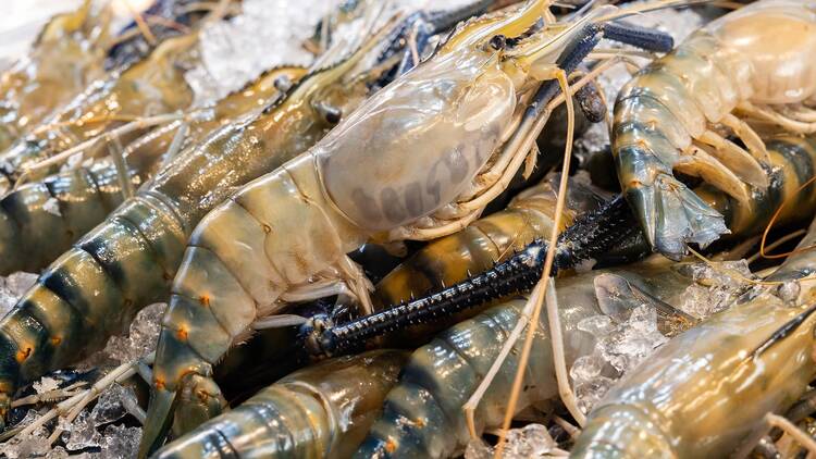 Sea CNX seafood festival