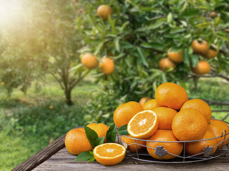 Boschendal Citrus Festival