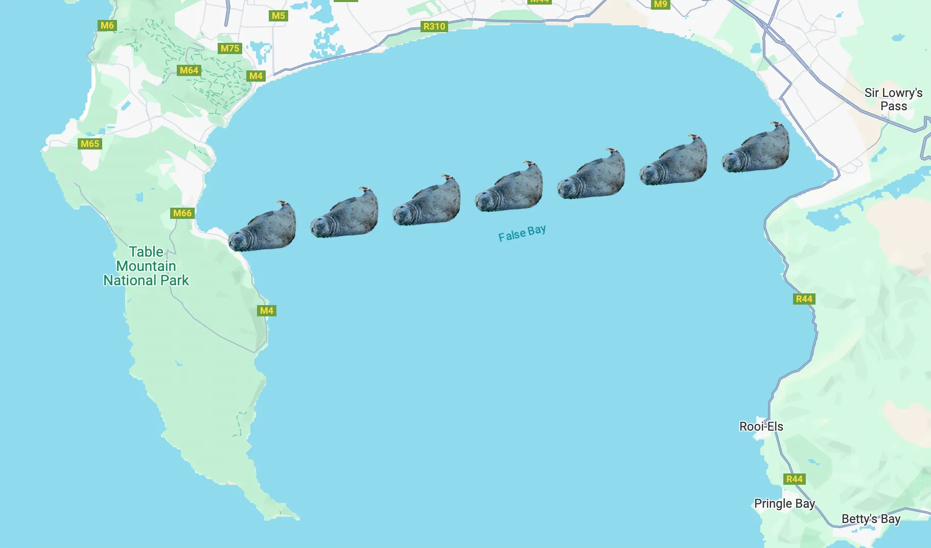 Gordy The Seal's False Bay Journey