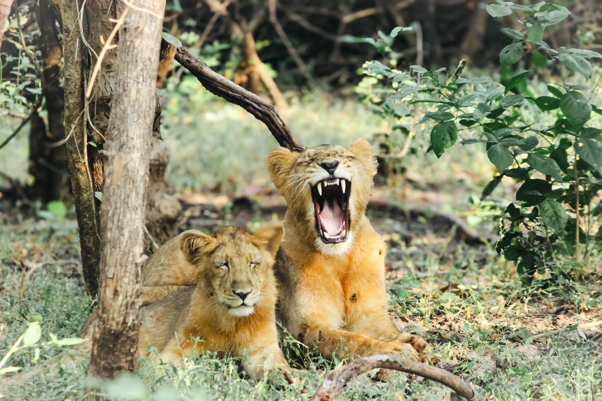 Lioness with cubs - Sasan Gir, Gujarat, India