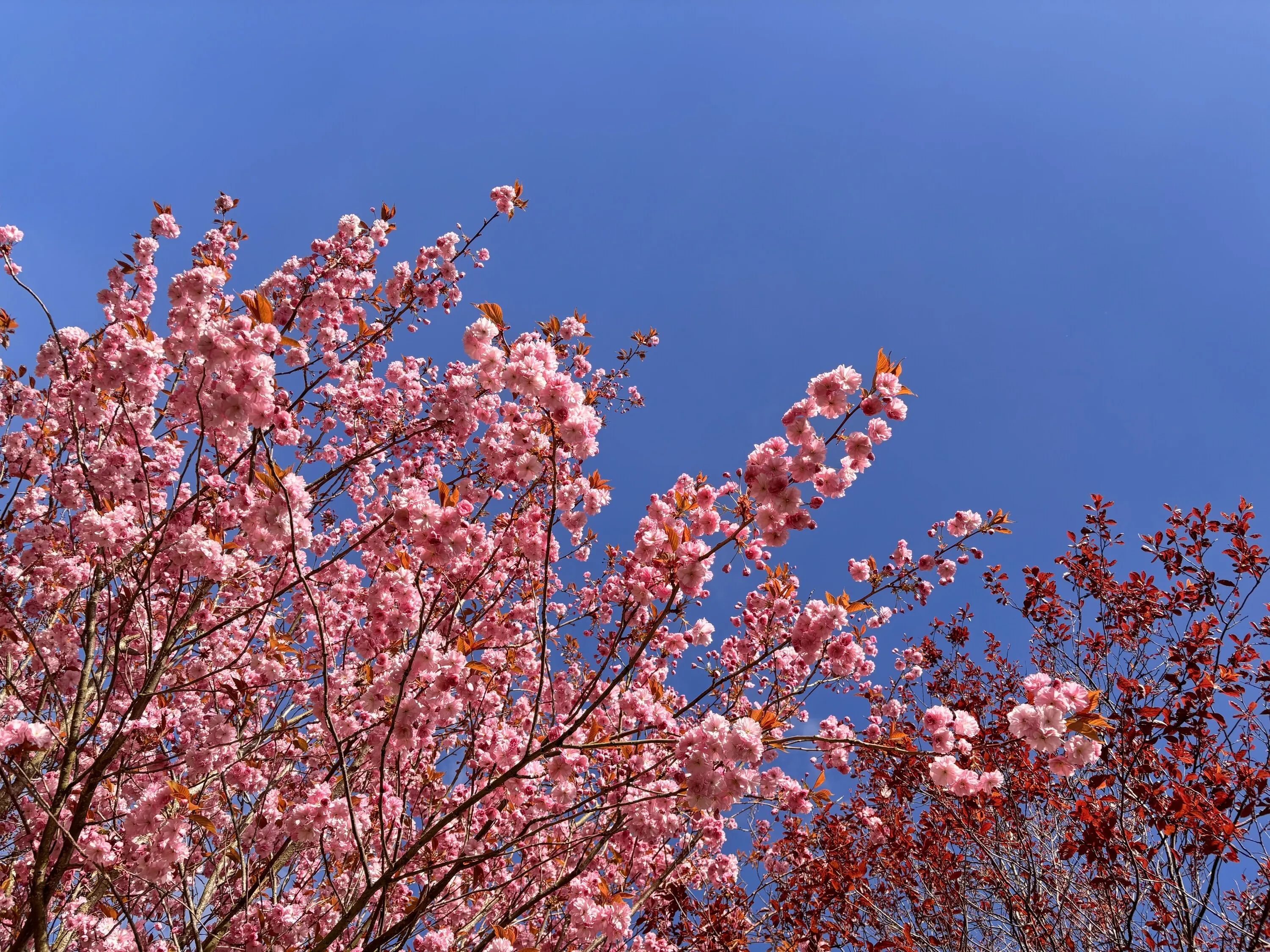 A cherry blossom tree