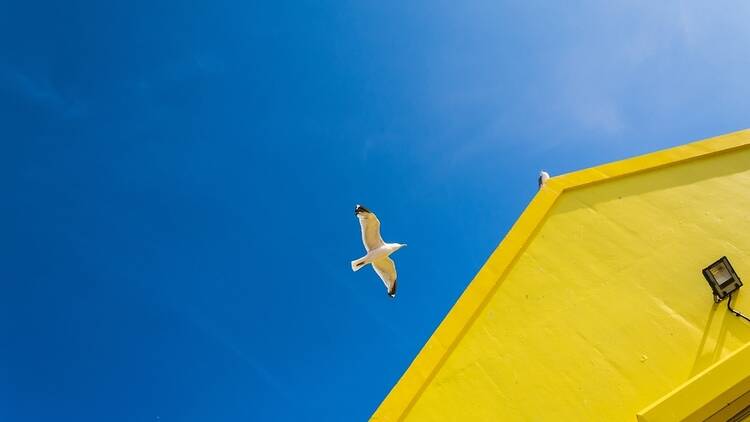 A seagull flying over a yellow house in Wales 