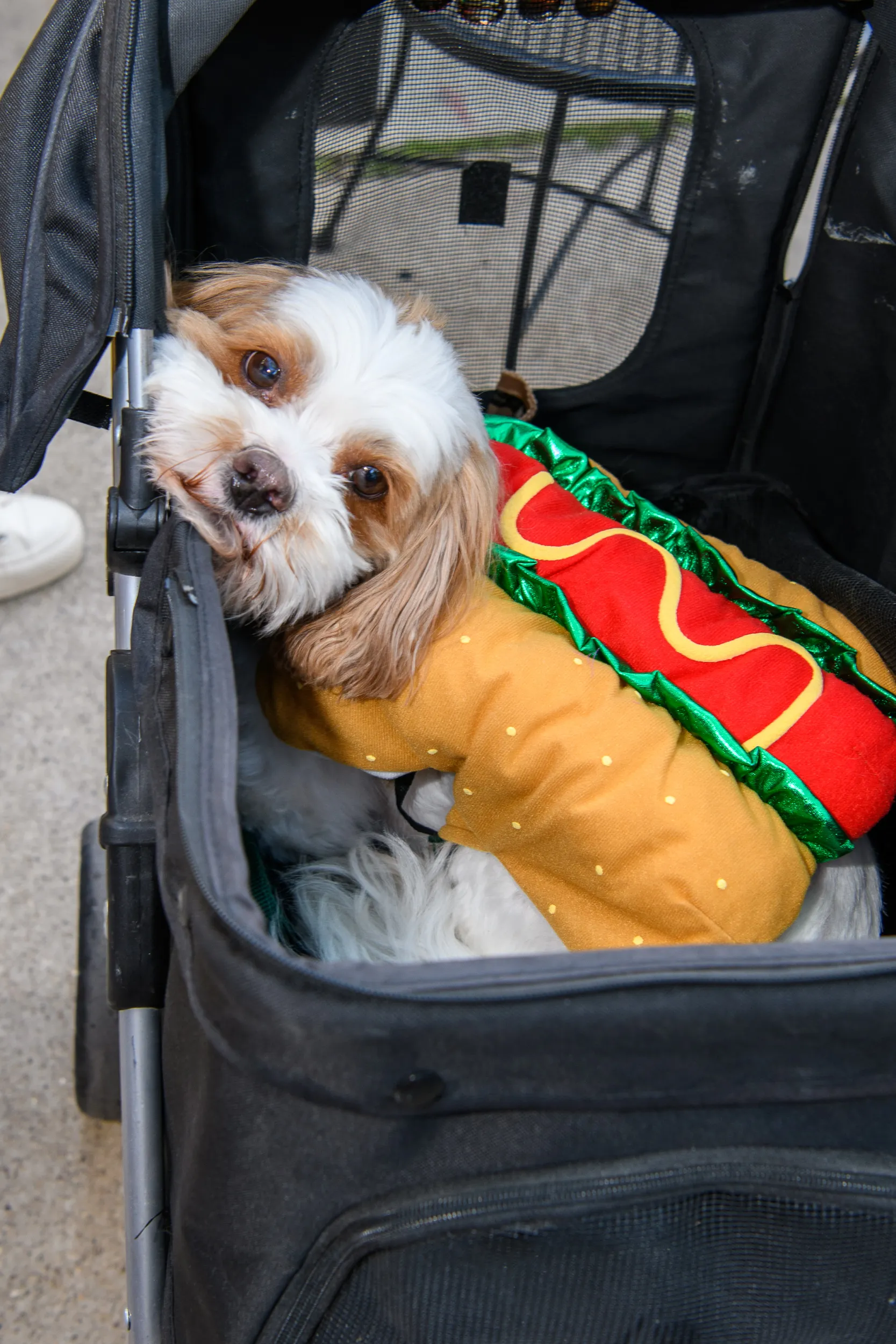 The Windy City Hot Dog Festival
