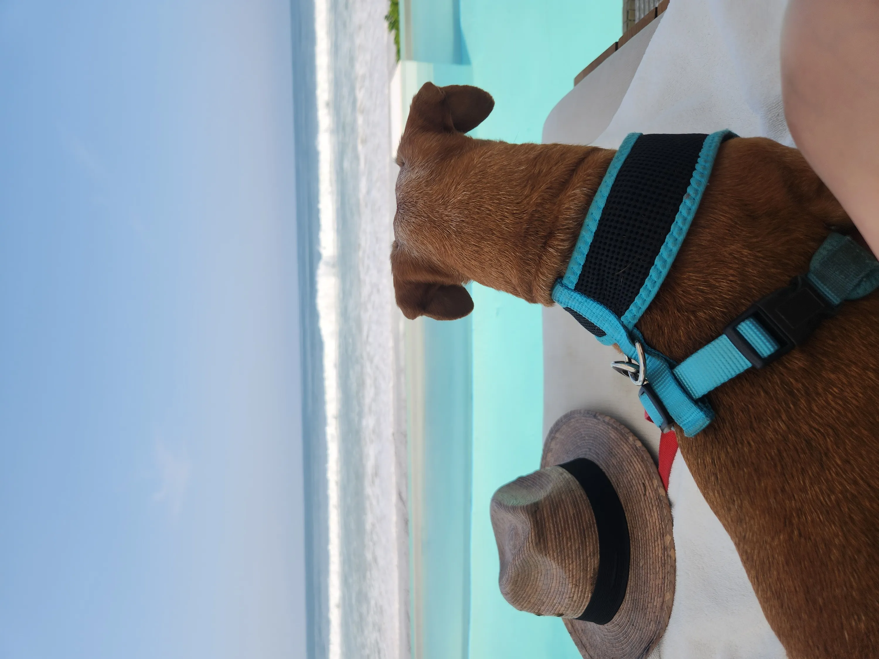 Hoteles con mascotas