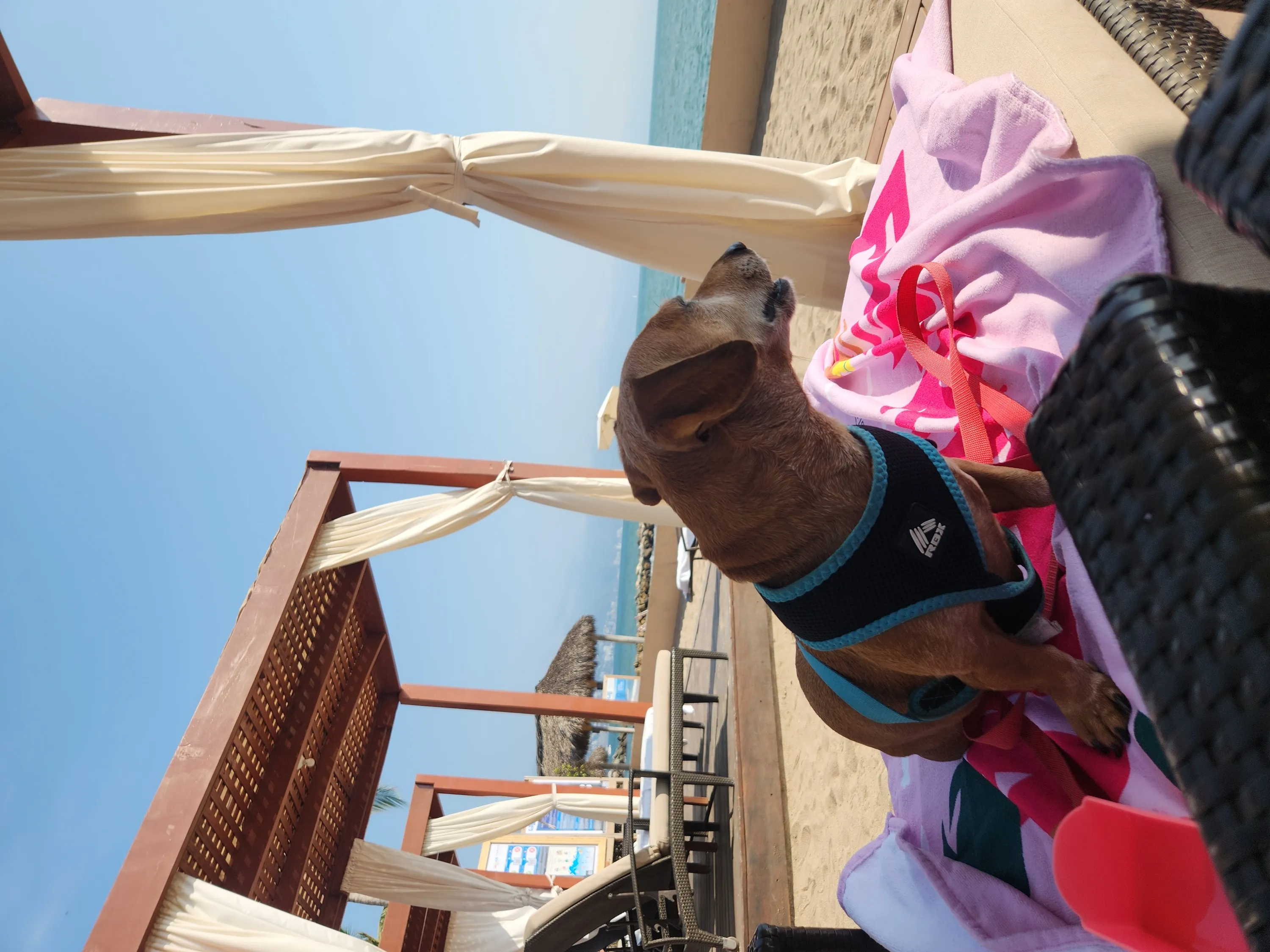 Vacaciones con tu mascota 2025