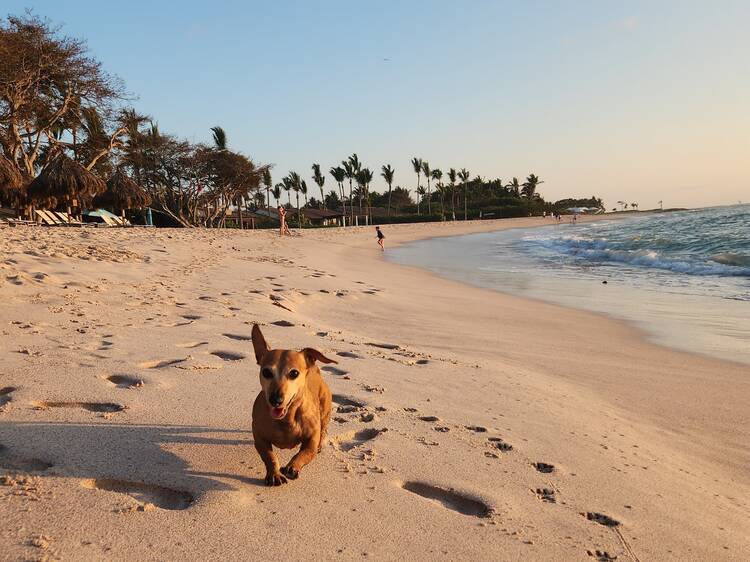 Viajes con mascotas: hoteles petfriendly en México