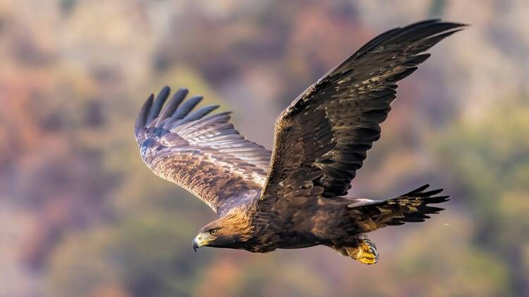 Golden eagle, UK