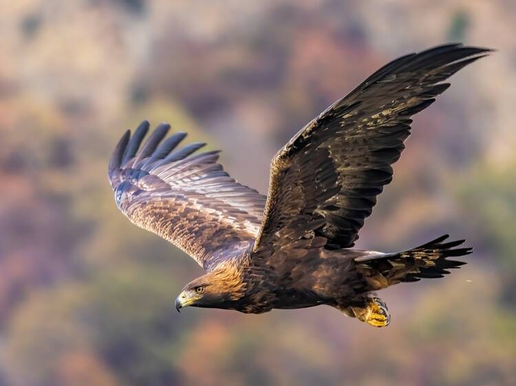 The UK’s second-biggest bird of prey is making a comeback in England