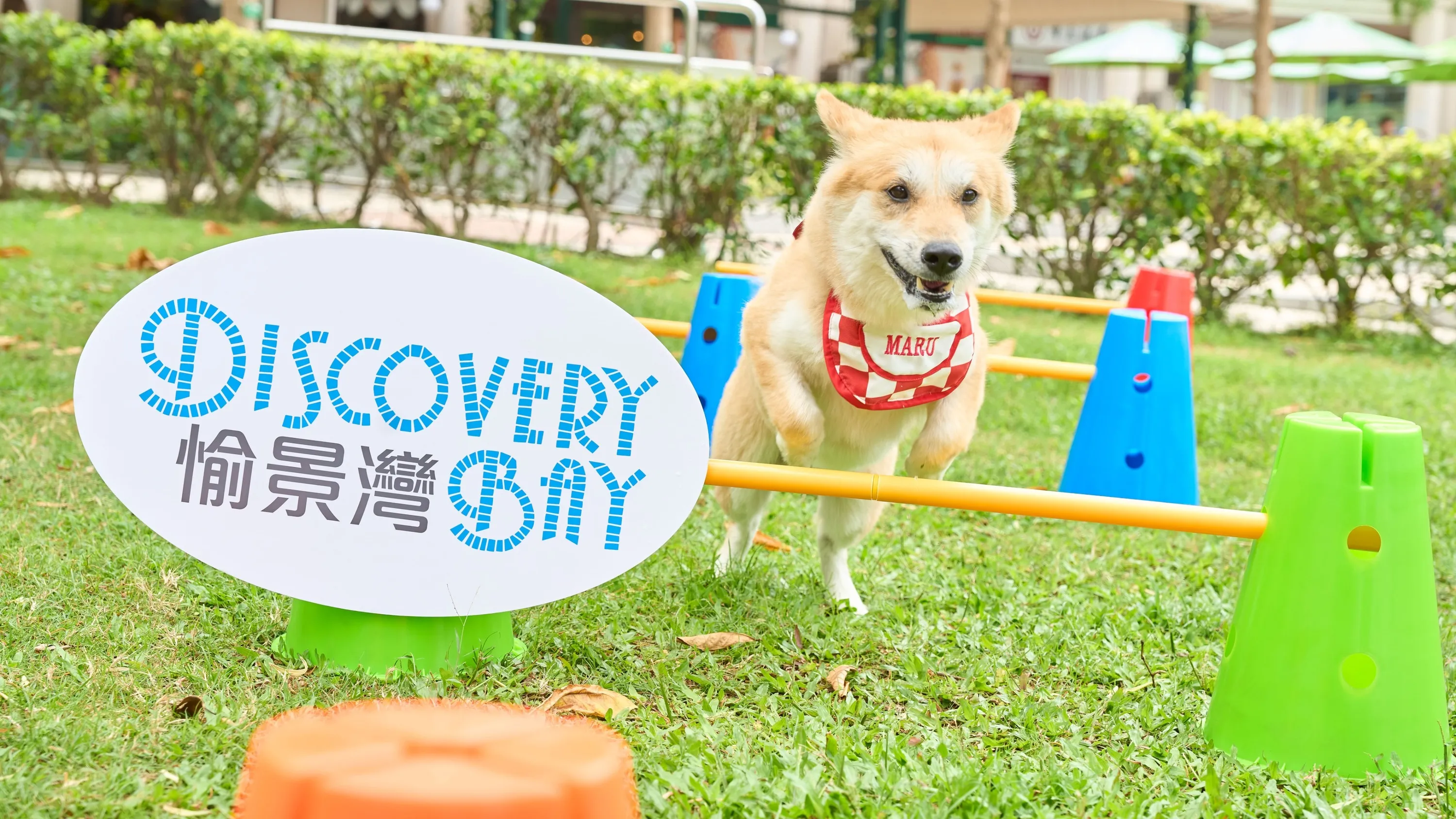 Discovery Bay pet zone
