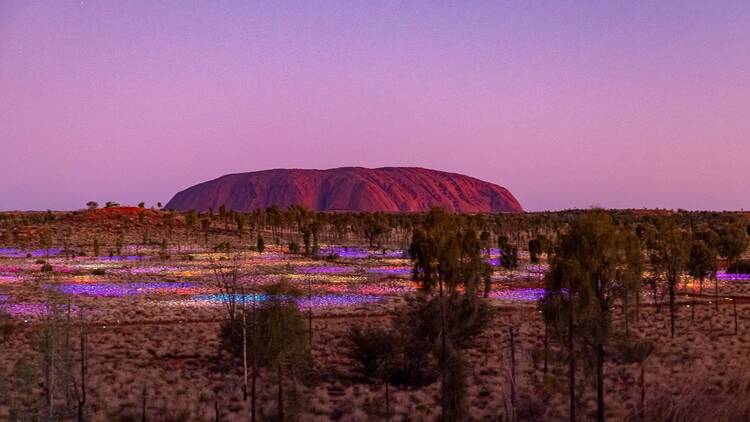 Uluru at dusk with the 'Field of Light' exhibition.