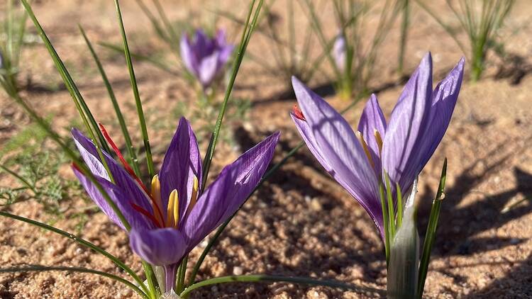 Saffricon’s micro-farming model is as rare as the spice they grow.