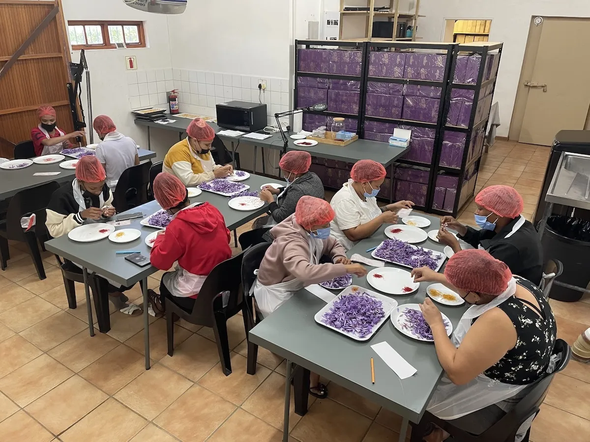 Saffron harvesting is done entirely by hand.