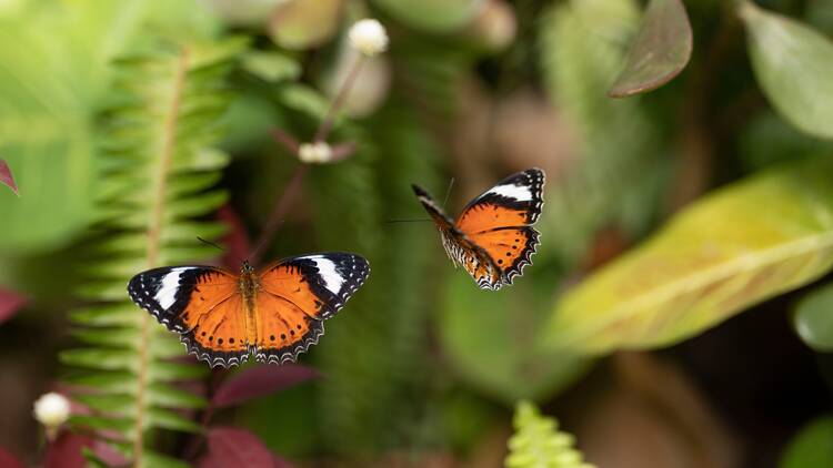 Fly away to Coffs Harbour Butterfly House