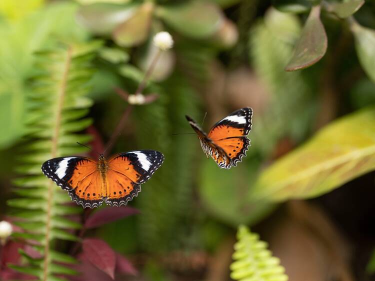 Fly away to Coffs Harbour Butterfly House