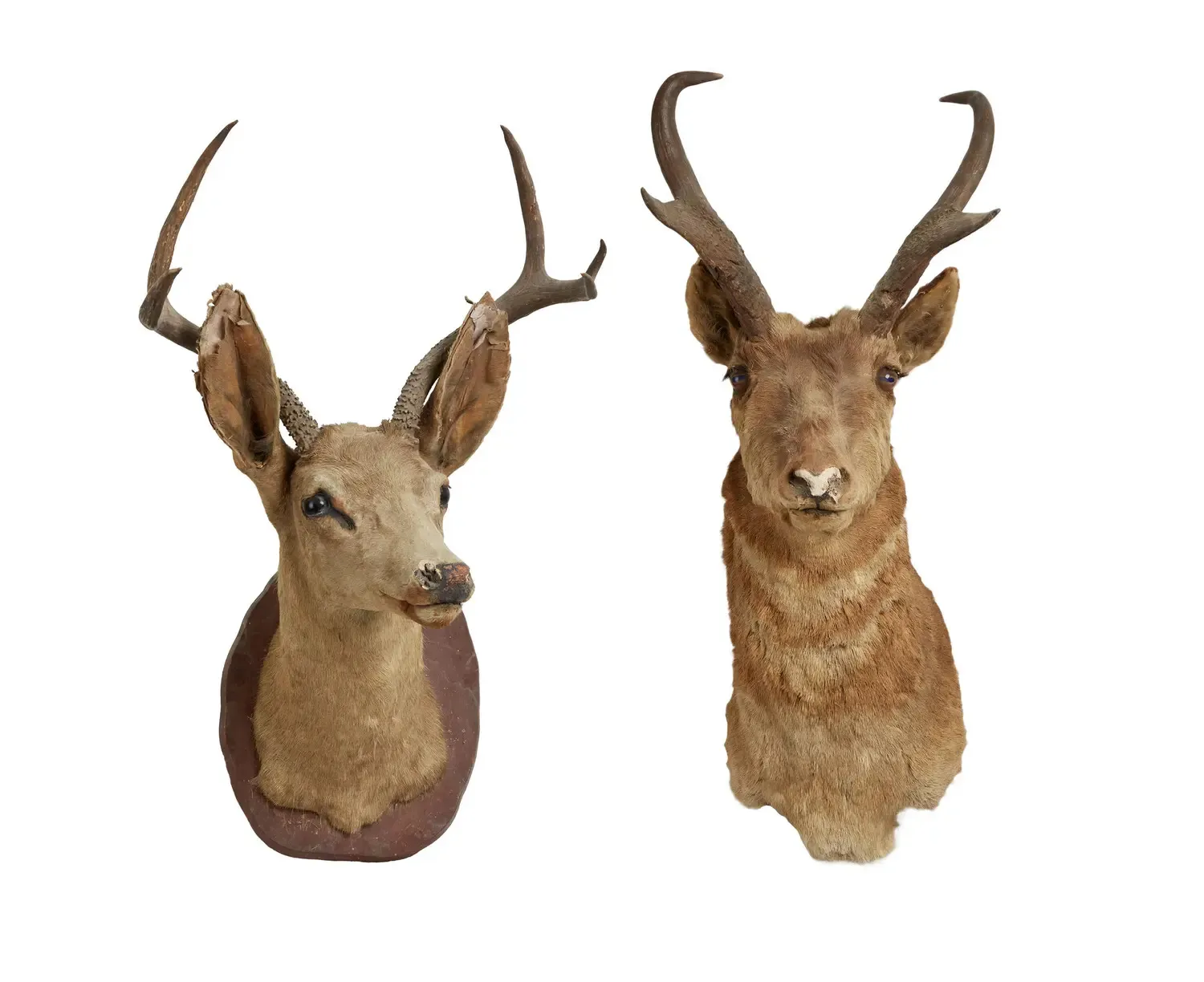 | Two taxidermy deer heads from the home of David Lynch, one of which appeared in Twin Peaks