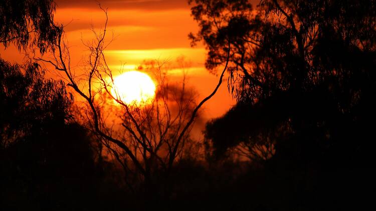 Sun setting behind trees