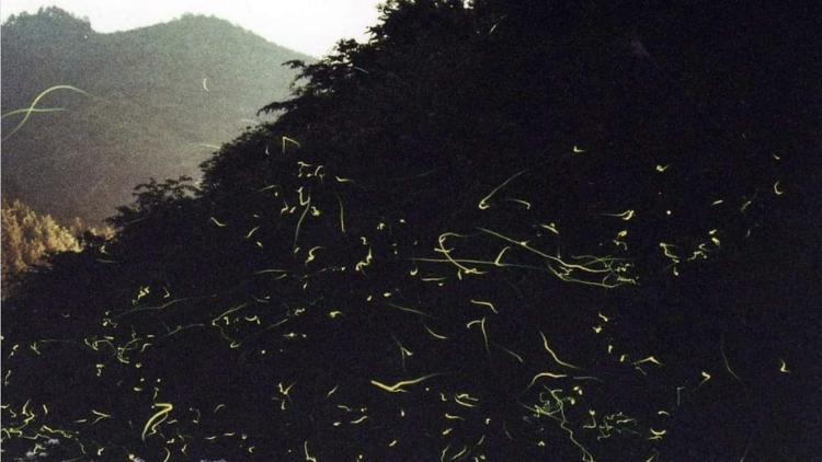 Nagusa Firefly Festival