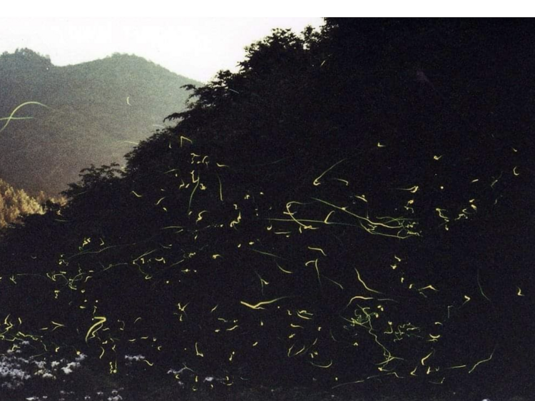 Nagusa Firefly Festival