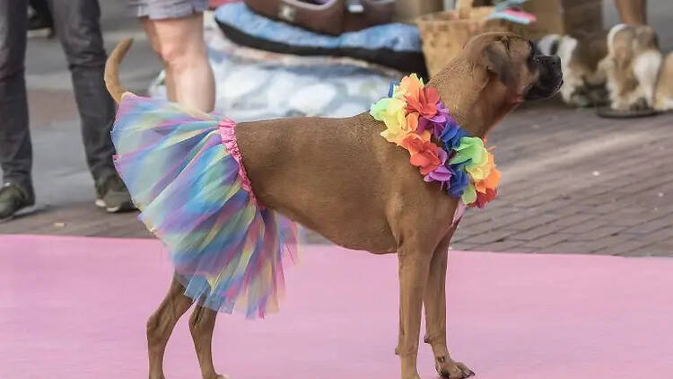 Plumas y Patitas