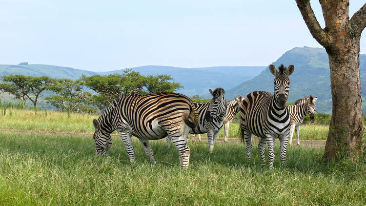 A group of zebras in the wild.