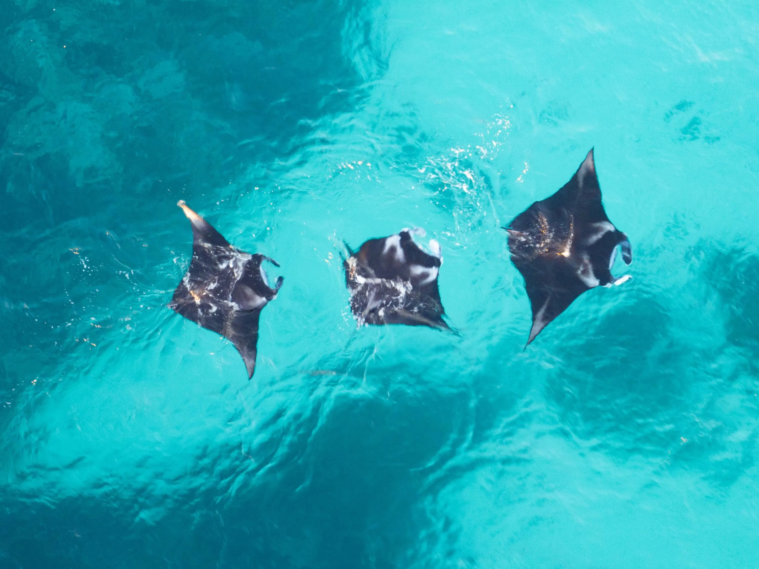Aerial of three manta rays