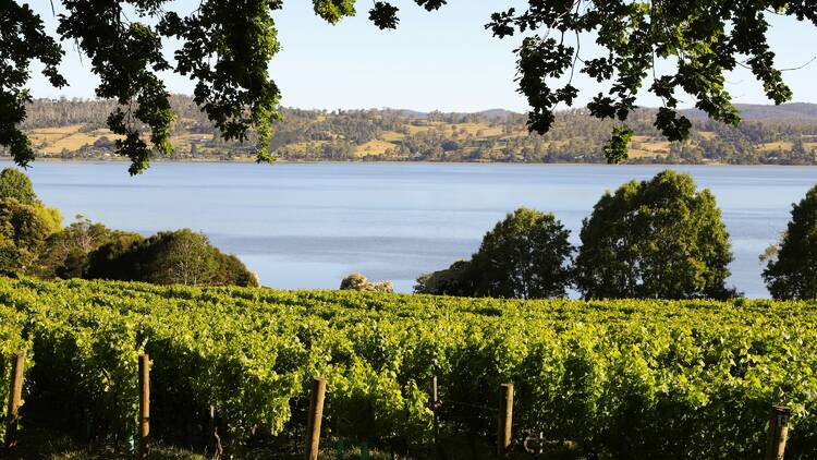 Follow the Tamar Valley Wine Trail