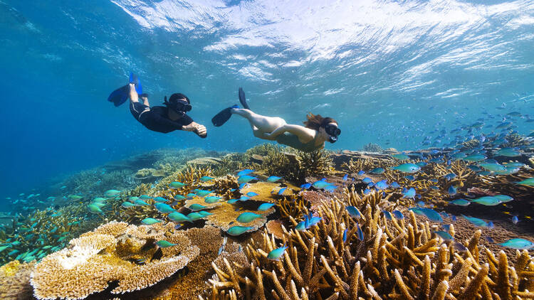 Snorkel the Great Barrier Reef