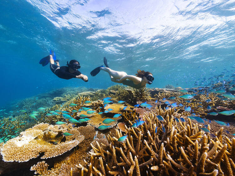 Guided day trip to the reef with Adrenaline Snorkel and Dive