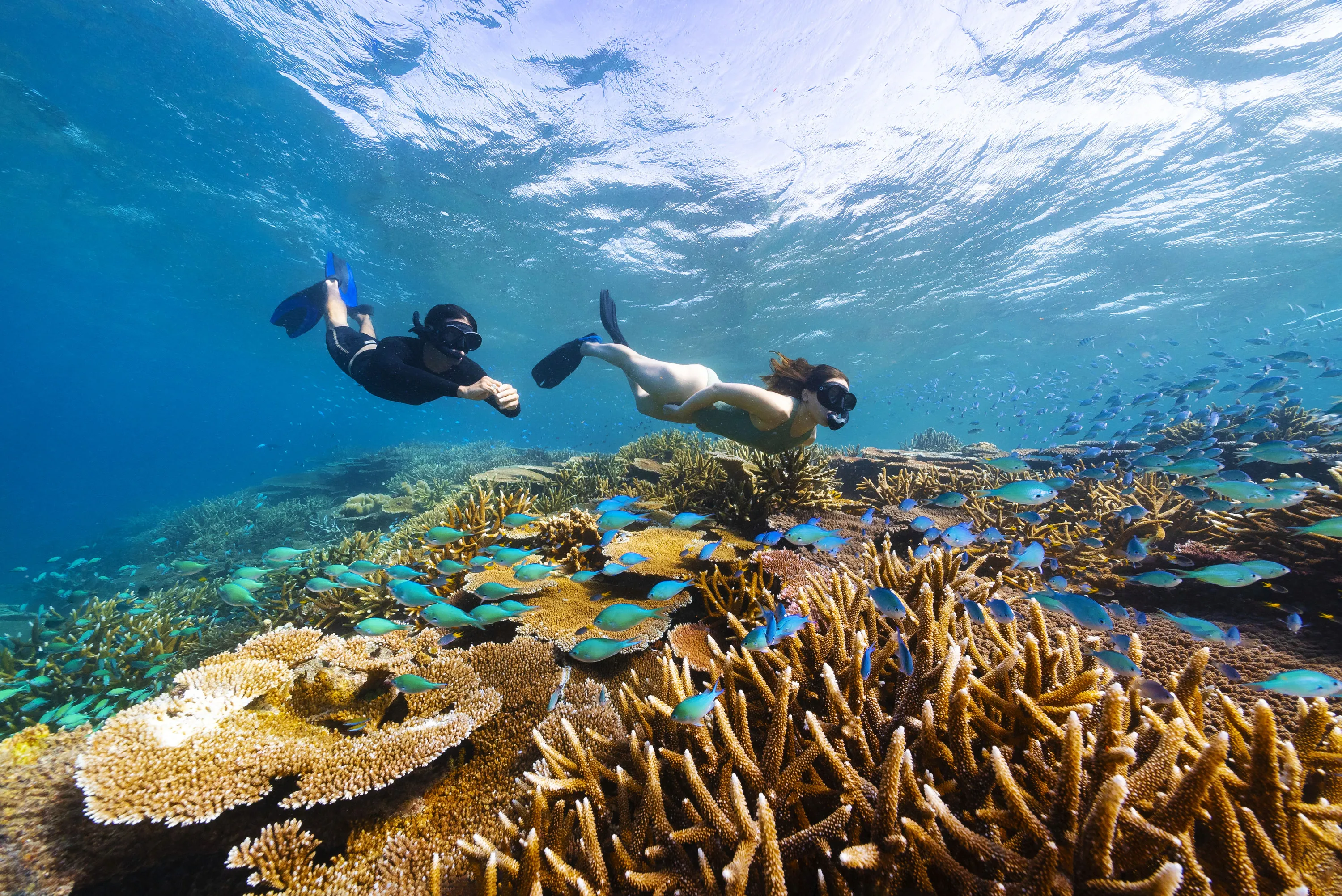 Guided day trip to the reef with Adrenaline Snorkel and Dive