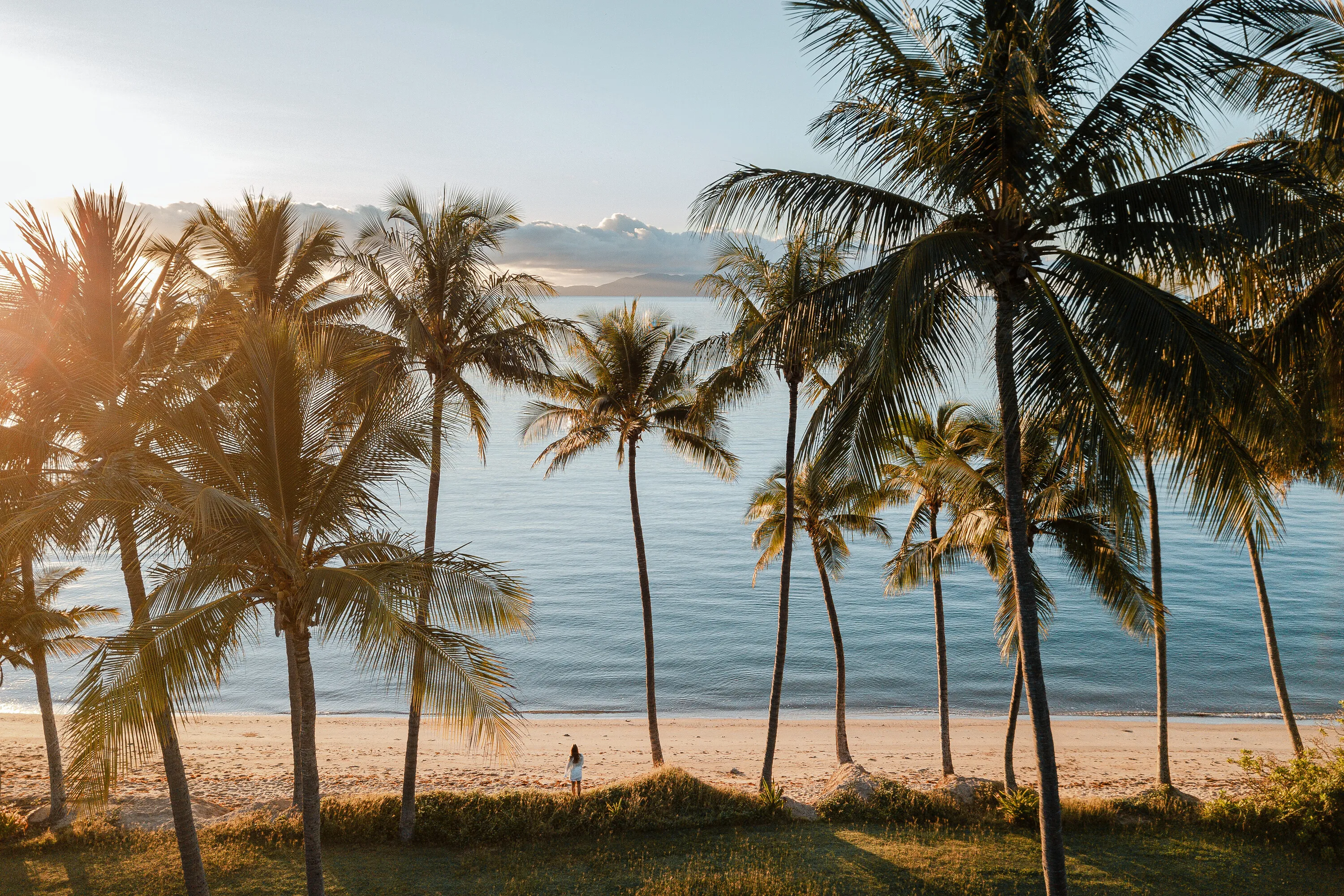 Palm trees on beach