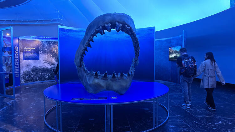 Exposición de tiburones