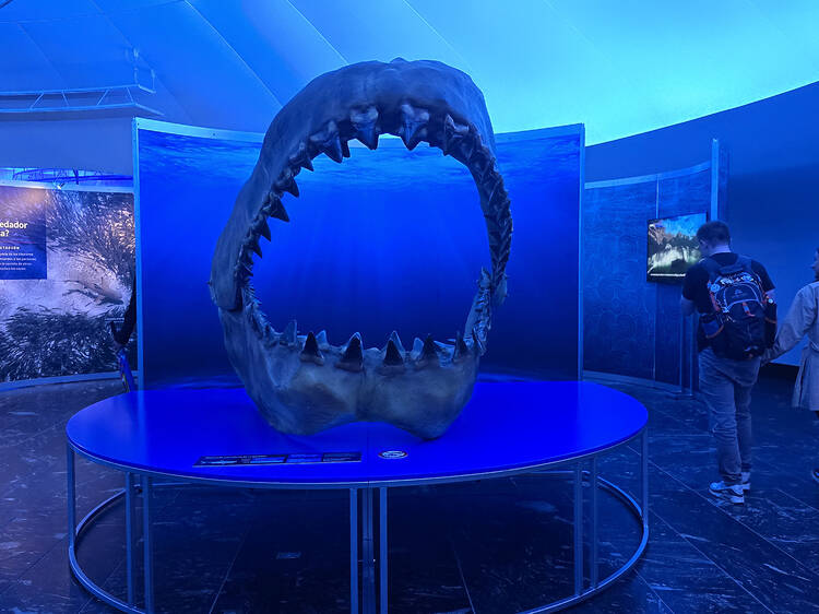Exposición Tiburones en Museo Yancuic