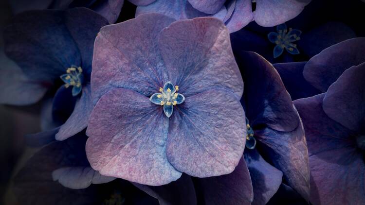 Their 'petals' aren't petals