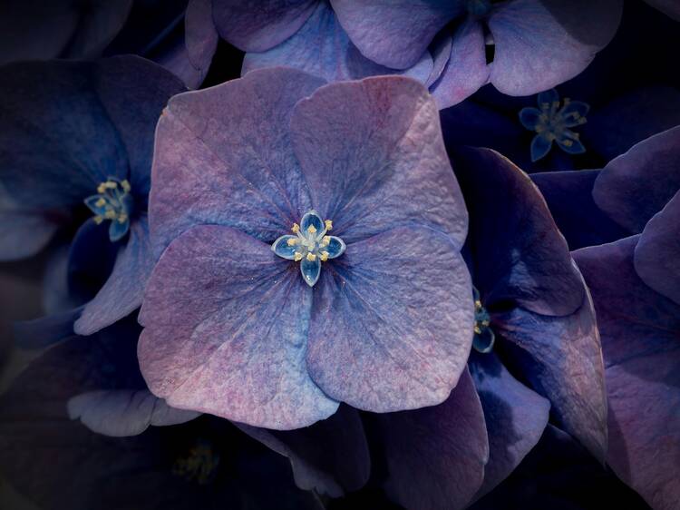 Their 'petals' aren't petals
