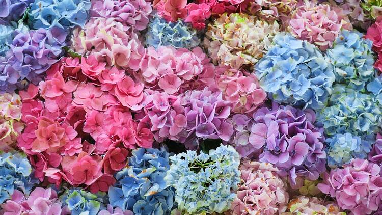 7 fun facts to know for hydrangea season