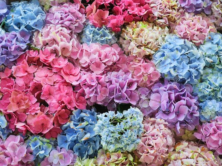 7 fun facts to know for hydrangea season