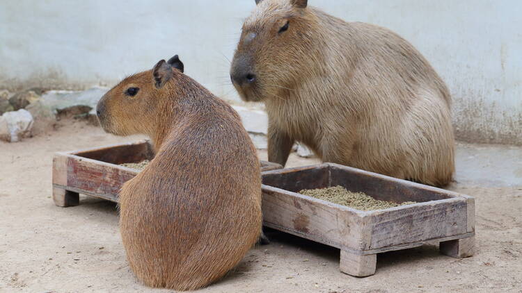 Cabybaras