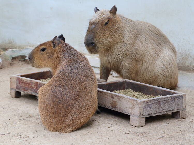 The UK’s first cabybara café is opening in Norfolk