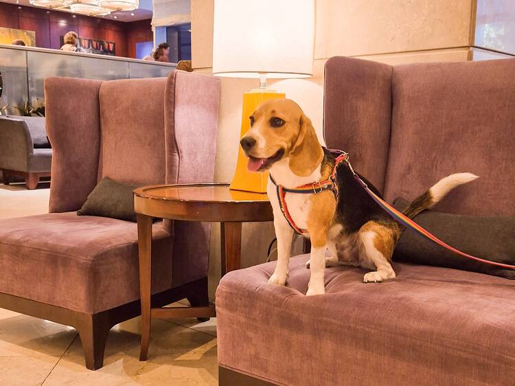 hotel-sheraton-mendoza