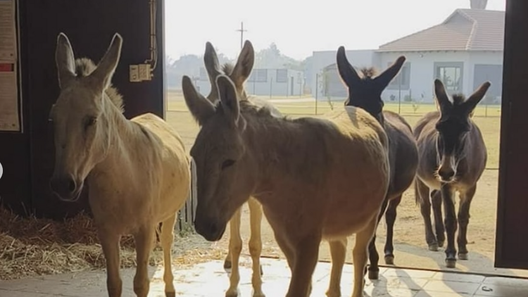 Asher's Farm Sanctuary