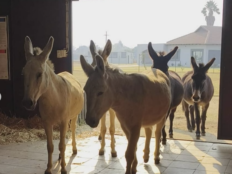 Asher's Farm Sanctuary