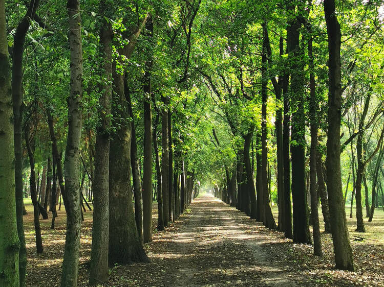 Viveros de Coyoacán