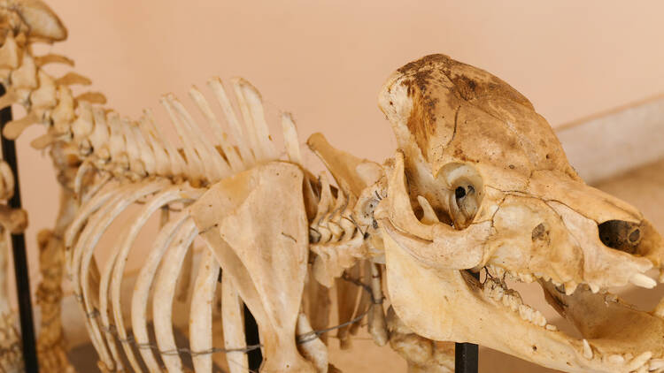 skull bone of pig animal