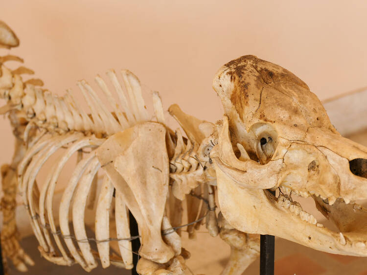 Durban Natural Science Museum