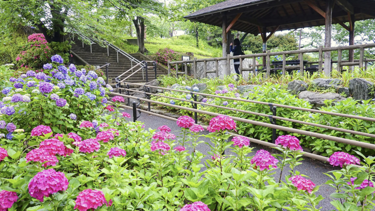สวนทามากาวะได (Tamagawadai Park)