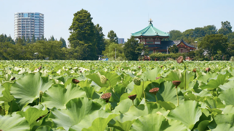 สวนอุเอโนะ (Ueno Park)