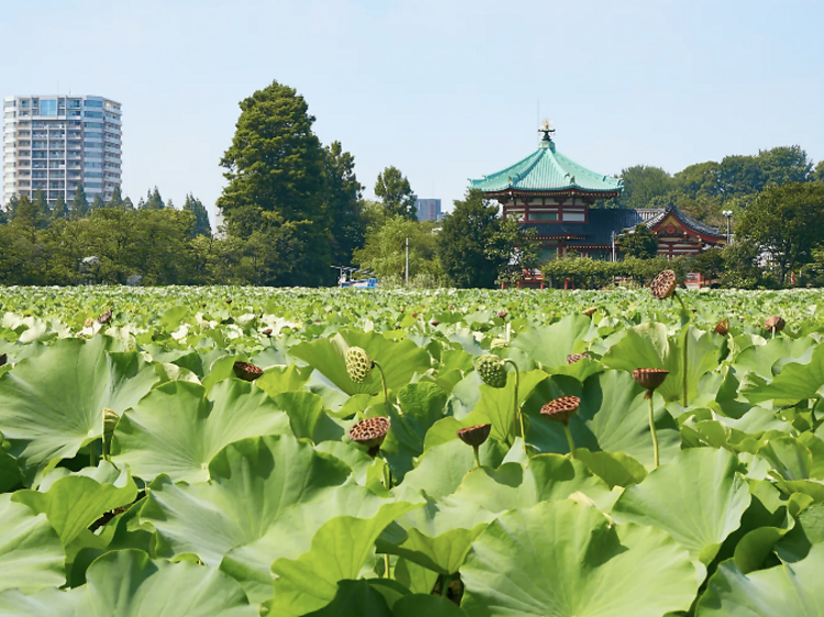 สวนอุเอโนะ (Ueno Park)