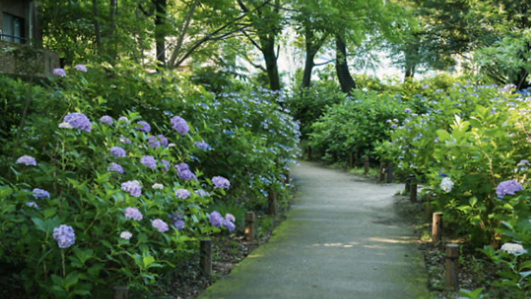 สวนไฮเดรนเยีย (Hydrangea Park)